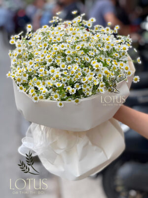 Bó Hoa Cúc Tana Form Tròn Bó hoa cúc tana Đà Nẵng form tròn mặt hoa mở gói giấy kem nhạt