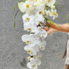 Bó Hoa Cưới Thác Rũ Trắng Phối Tulip & Lan Hồ Điệp